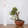 Olea europea sylvestris - B1108