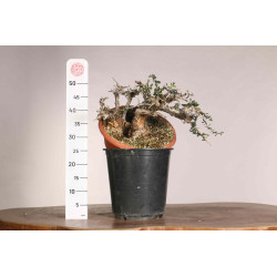 Olea europea sylvestris  - B1109