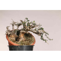 Olea europea sylvestris  -...