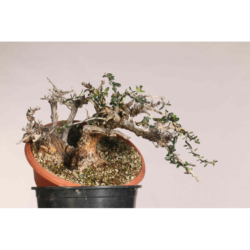 Olea europea sylvestris - B1109