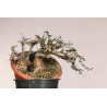 Olea europea sylvestris  - B1109