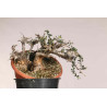 Olea europea sylvestris  - B1109