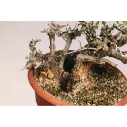 Olea europea sylvestris  - B1109