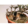 Olea europea sylvestris  - B1109
