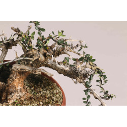 Olea europea sylvestris  - B1109