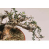 Olea europea sylvestris  - B1109