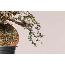 Olea europea sylvestris  - B1109