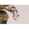 Olea europea sylvestris  - B1109