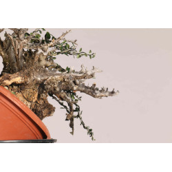Olea europea sylvestris  - B1109