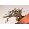 Olea europea sylvestris  - B1109