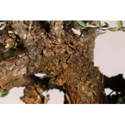 Olea europea sylvestris  - B1109