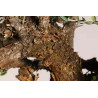 Olea europea sylvestris  - B1109