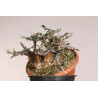 Olea europea sylvestris  - B1109