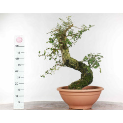 Quercus suber - B1330