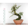 Quercus suber - B1330