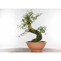 Quercus suber - B1330