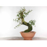 Quercus suber - B1330