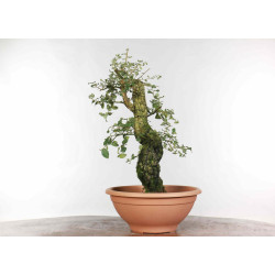 Quercus suber - B1330
