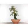 Quercus suber - B1330