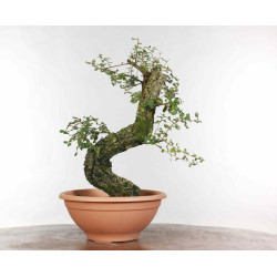 Quercus suber - B1330