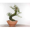 Quercus suber - B1330