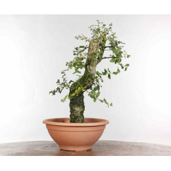Quercus suber - B1330