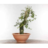 Quercus suber - B1330