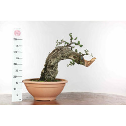 Quercus suber - B1338