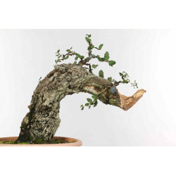 Quercus suber - B1338