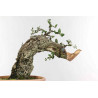 Quercus suber - B1338