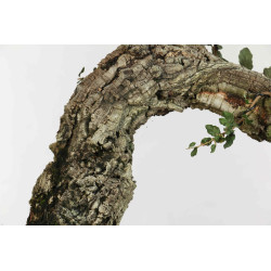 Quercus suber - B1338
