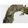 Quercus suber - B1338