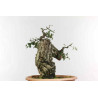Quercus suber - B1338