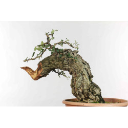 Quercus suber - B1338