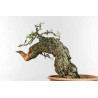Quercus suber - B1338