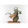 Quercus suber - B1338
