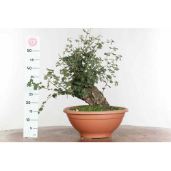 Quercus suber - B1612