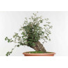 Quercus suber - B1612