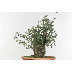 Quercus suber - B1612
