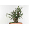 Quercus suber - B1612