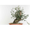 Quercus suber - B1612