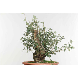Quercus suber - B1612