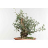 Quercus suber - B1612