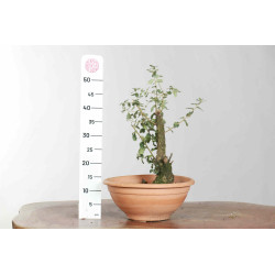 Quercus suber - B1626