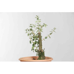 Quercus suber - B1626
