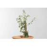 Quercus suber - B1626