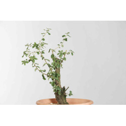 Quercus suber - B1626