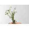 Quercus suber - B1626