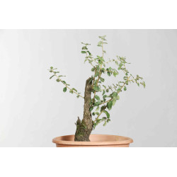 Quercus suber - B1626