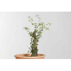 Quercus suber - B1626